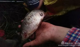 捞鱼视频,揭秘水下生态奇观